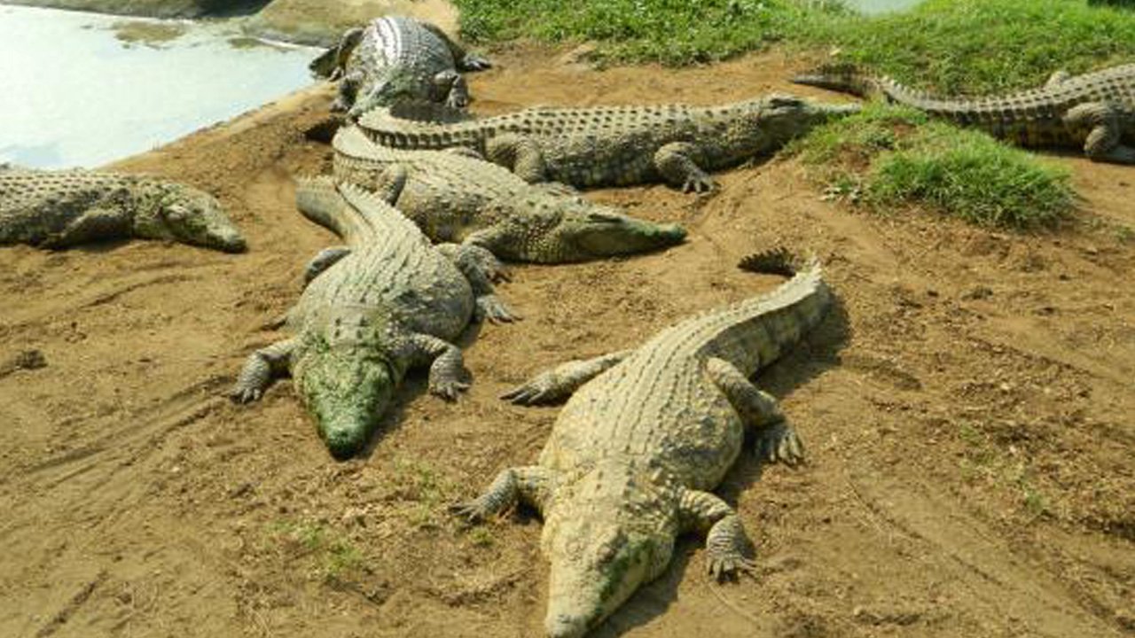 Crocodiles at Phezulu safari Park