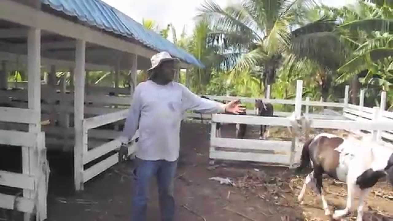 A cow on Down To Earth Adventure Farm.