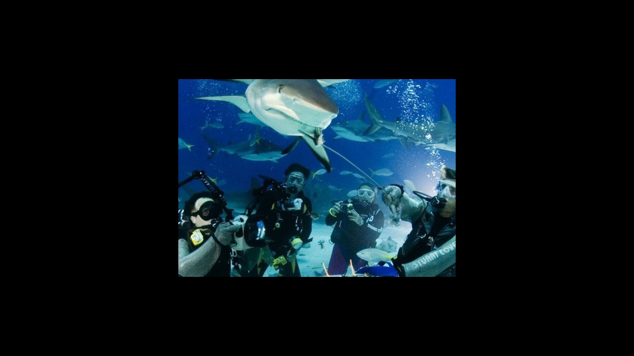 Scuba diving with sharke s at Stuart's Cov Nassau Bahamas.