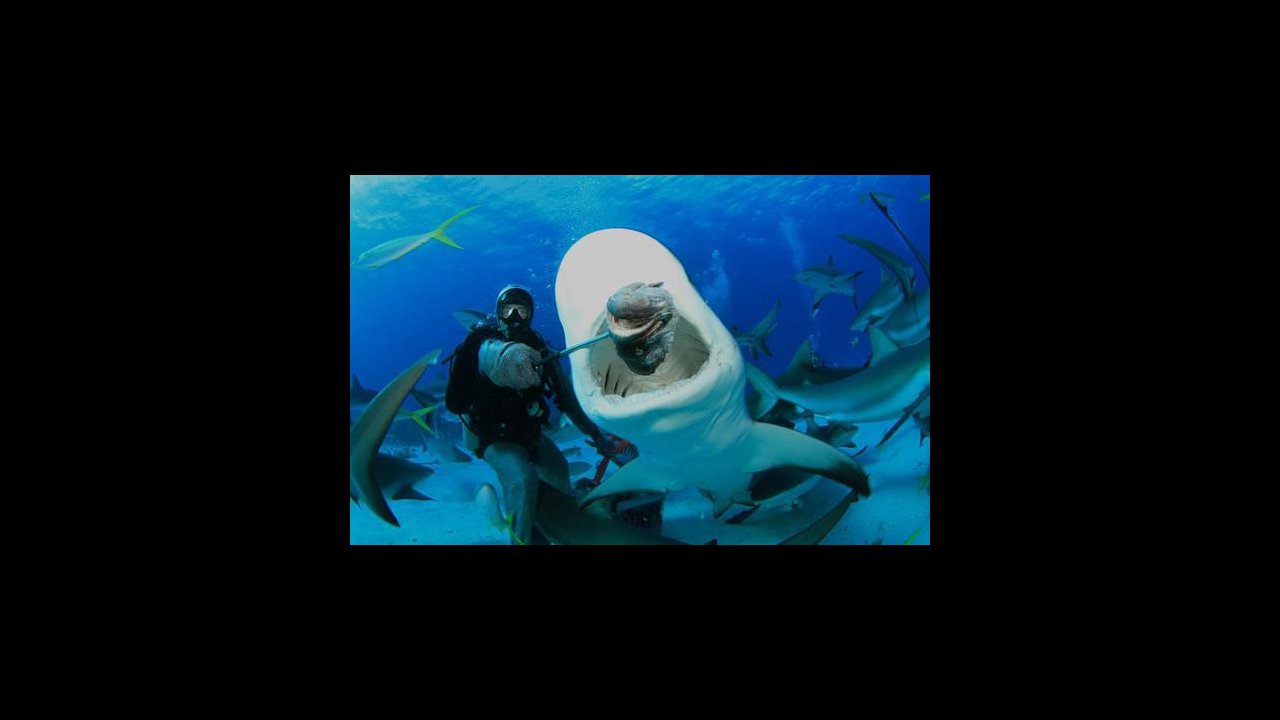 Scuba diving with an open mouth shark at Stuart's Cove.