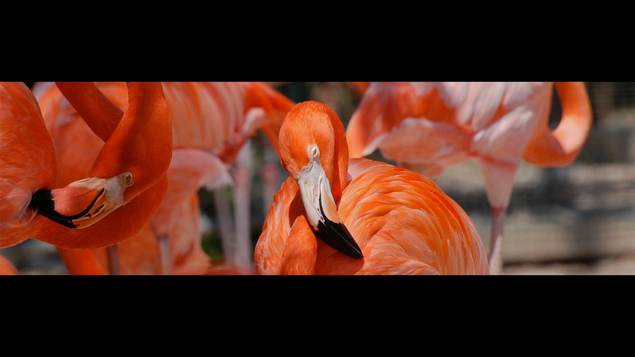 Marching Flamingos@ Sandy Port