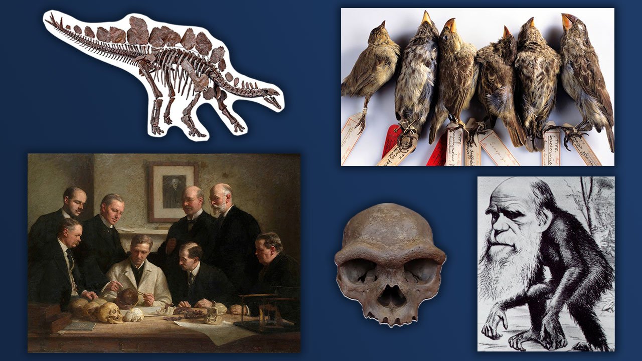 Evolution or Creation? What does the evidence show?