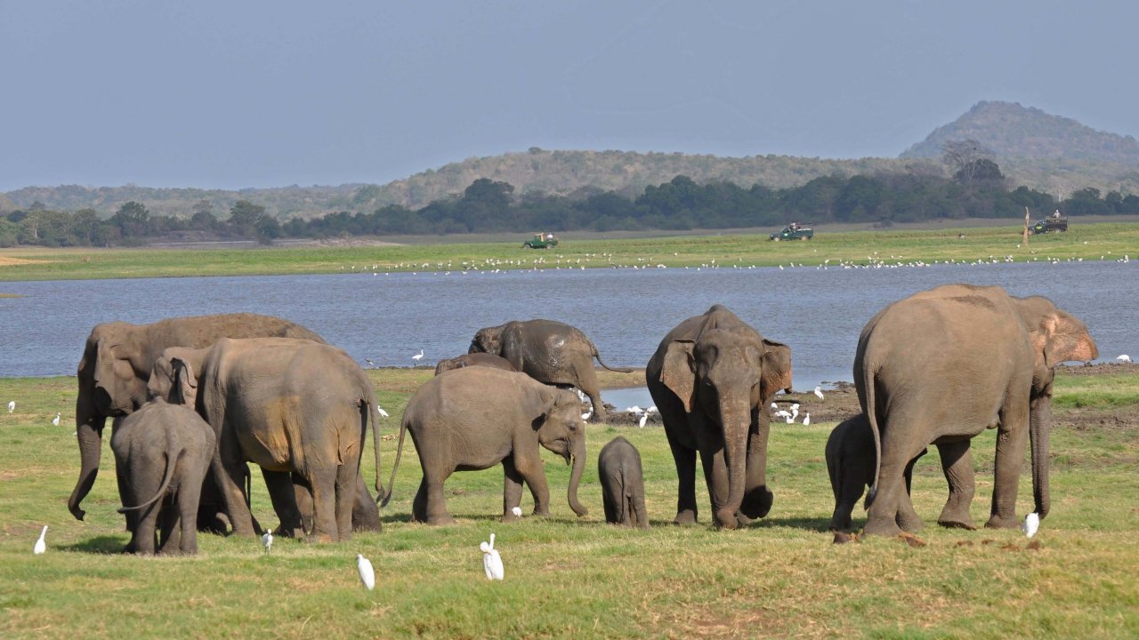 Minneriya Safari