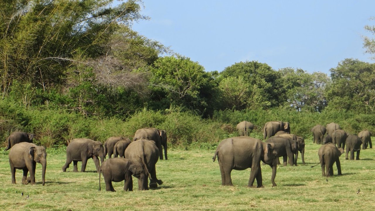 Minneriya National Park