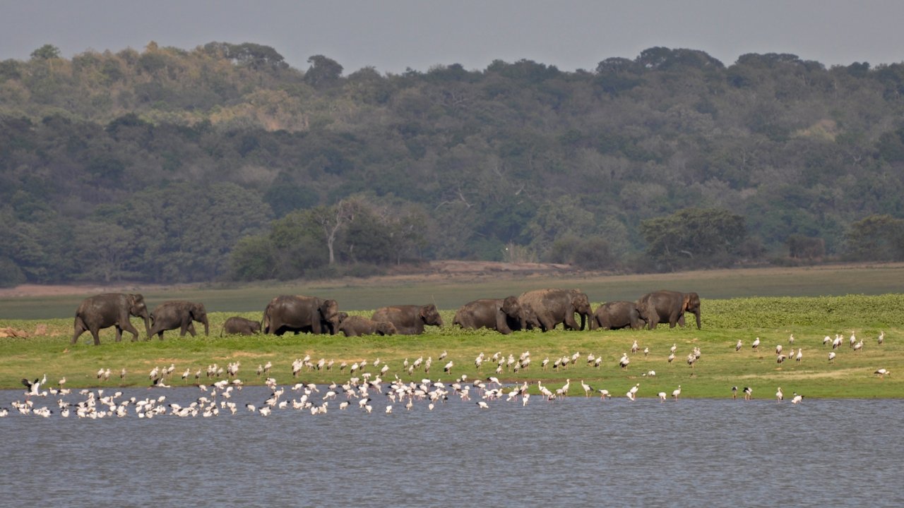 Elephant Gathering