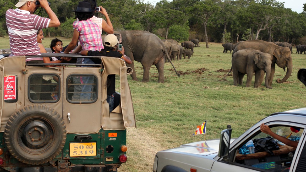 Safari - Minneriya NP