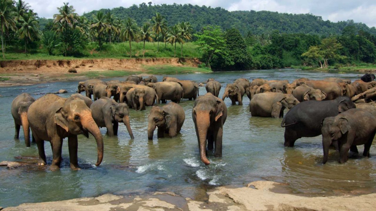 Pinnawala Elephant Orphanage