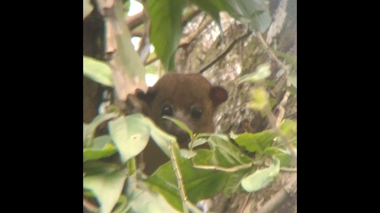 Sometimes we accidentally wake up a kinkajou while searching for sloths!