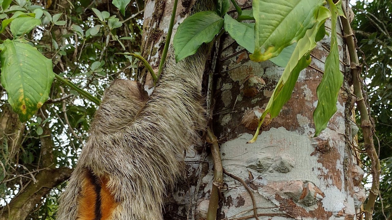 Curious about the orange patch on this bud's back?