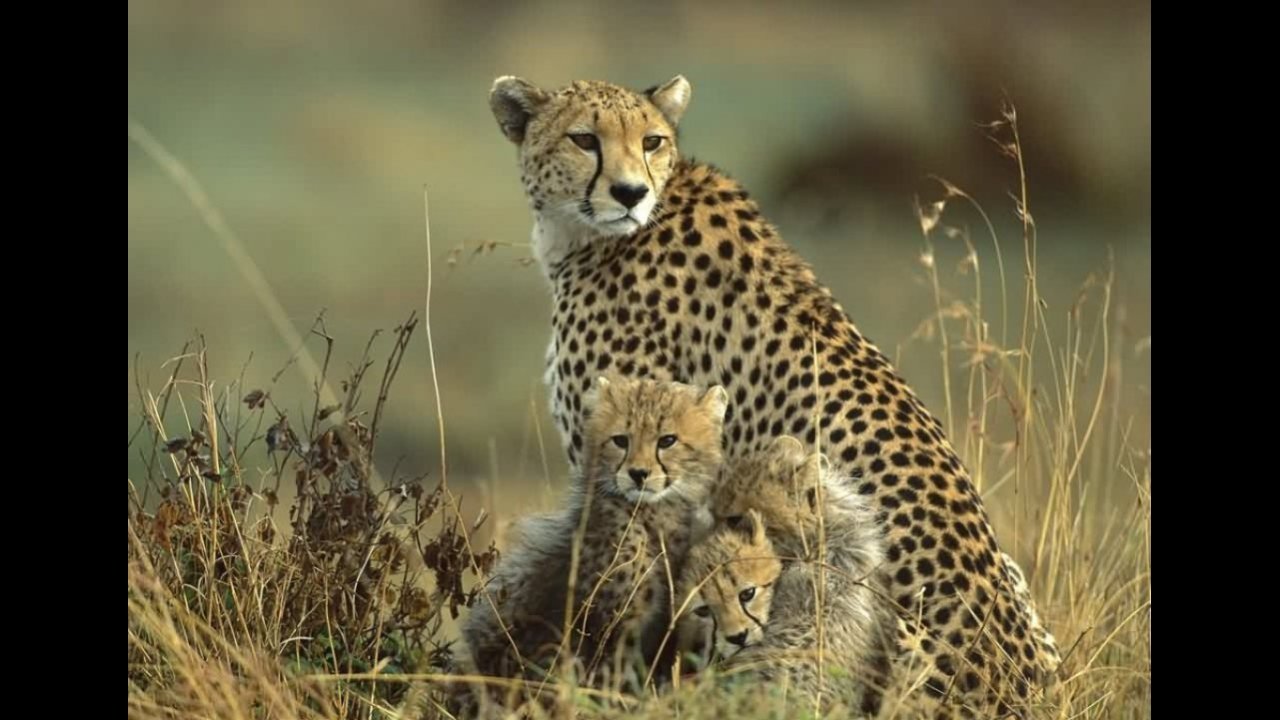 Half day tour Nairobi national park 