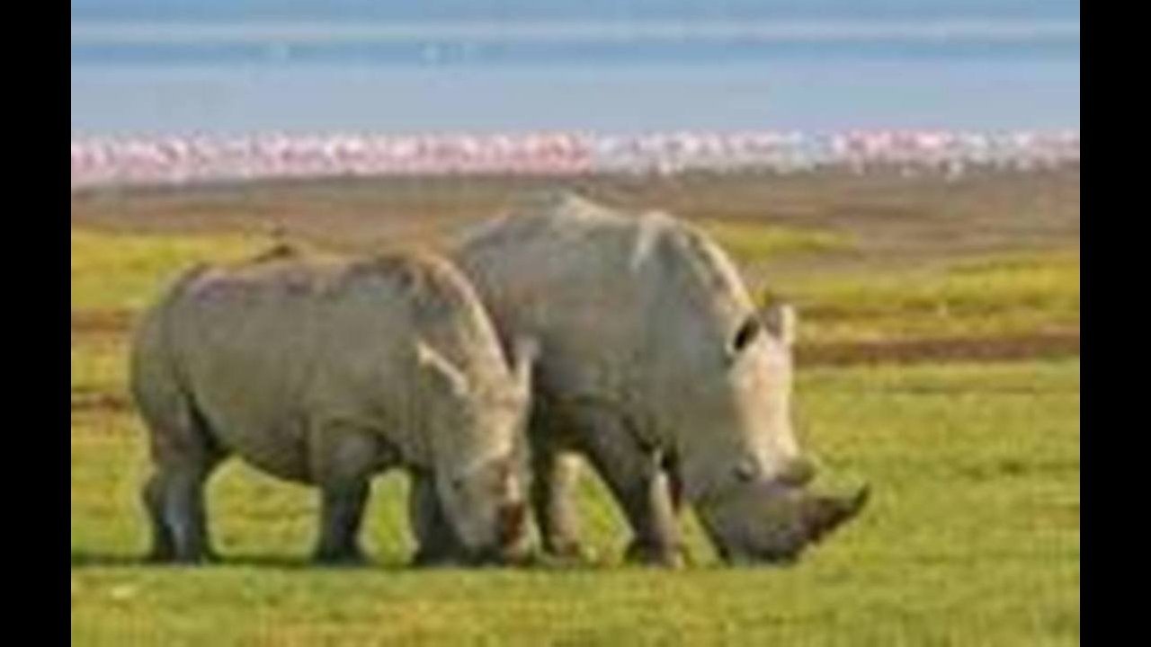 lake Nakuru day trip