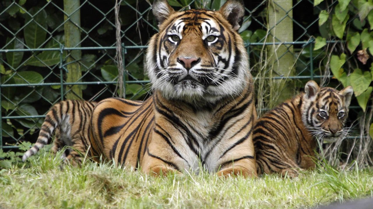 Dublin Zoo Day trips