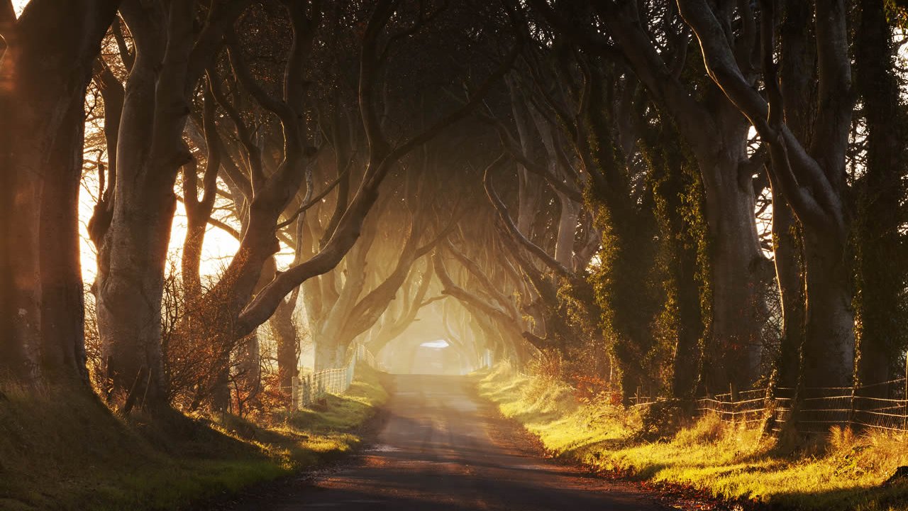 Dark Hedges - Game of Thrones Film Locations Tour