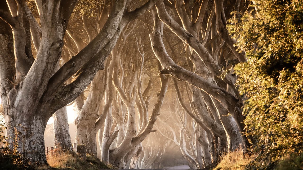 Dark Hedges