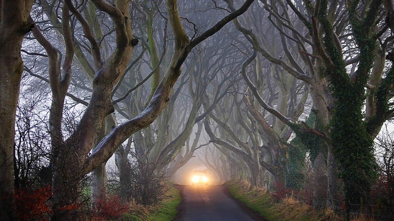Dark Hedges - Game of Thrones Film Locations Tour