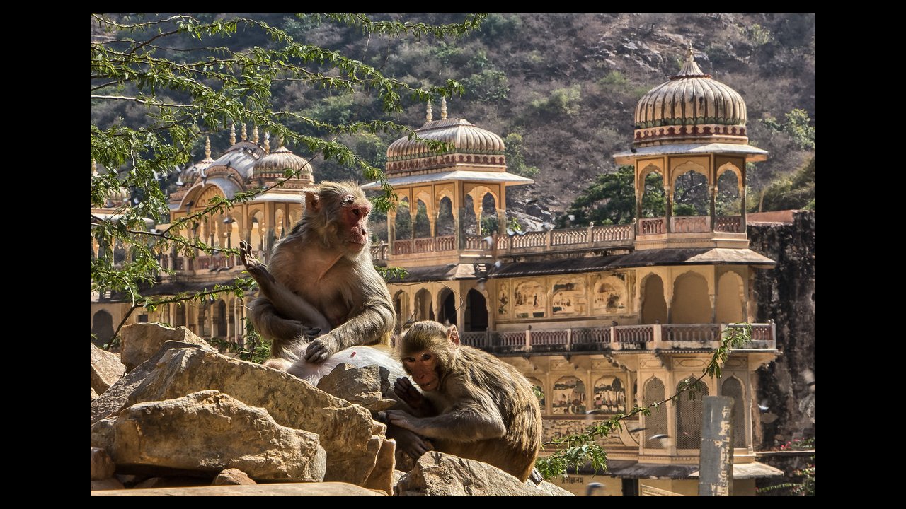 Monkey Temple