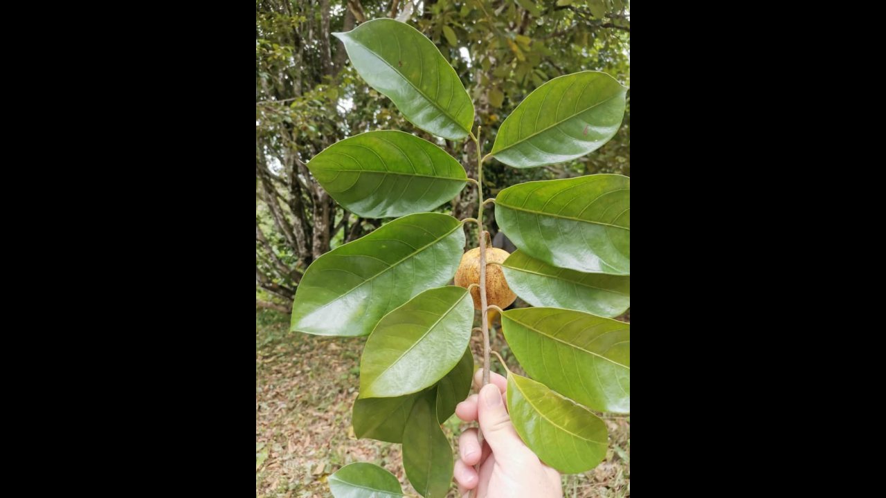 GREEN ACRES NUTMEG