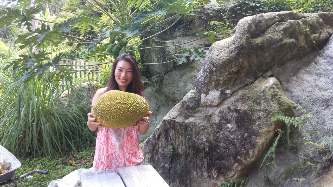 Jackfruit (Nangka) at Green Acres Penang