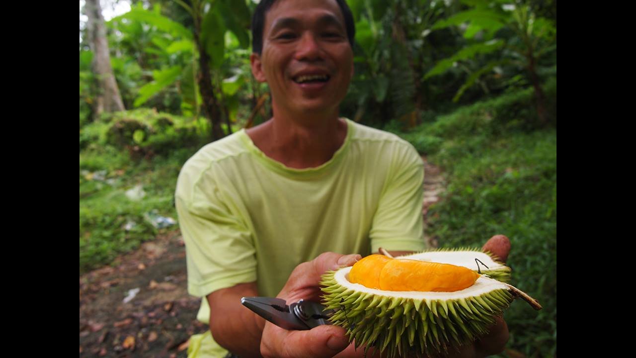 Durio Graveleons at Green Acres Penang, one of 3 farms in Penang with the fruit