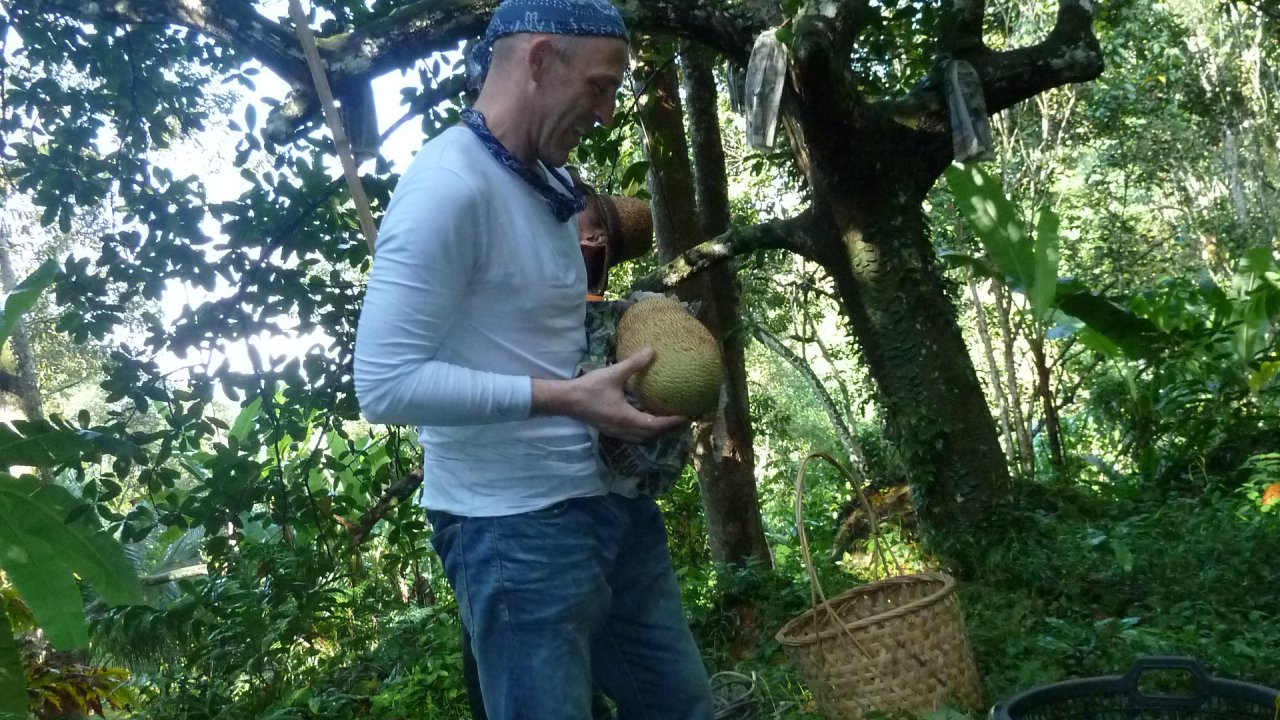 Cempedak harvesting at Green Acres Penang