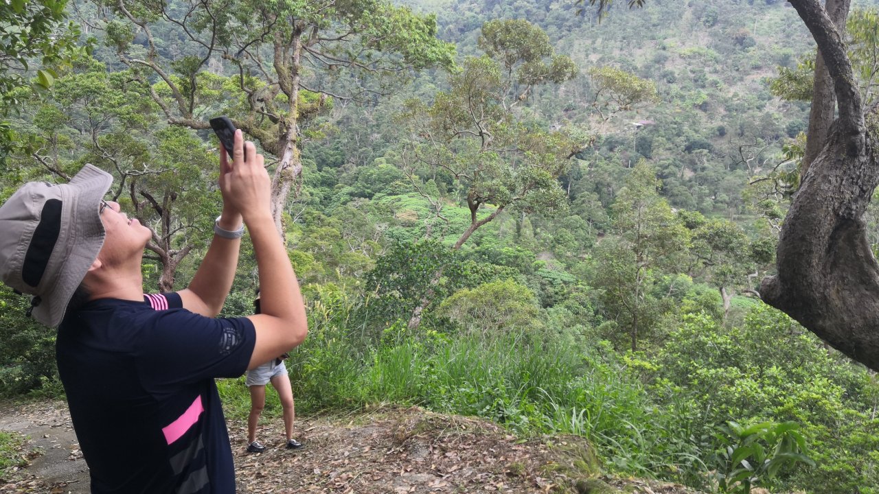 Matured 100-year-old trees