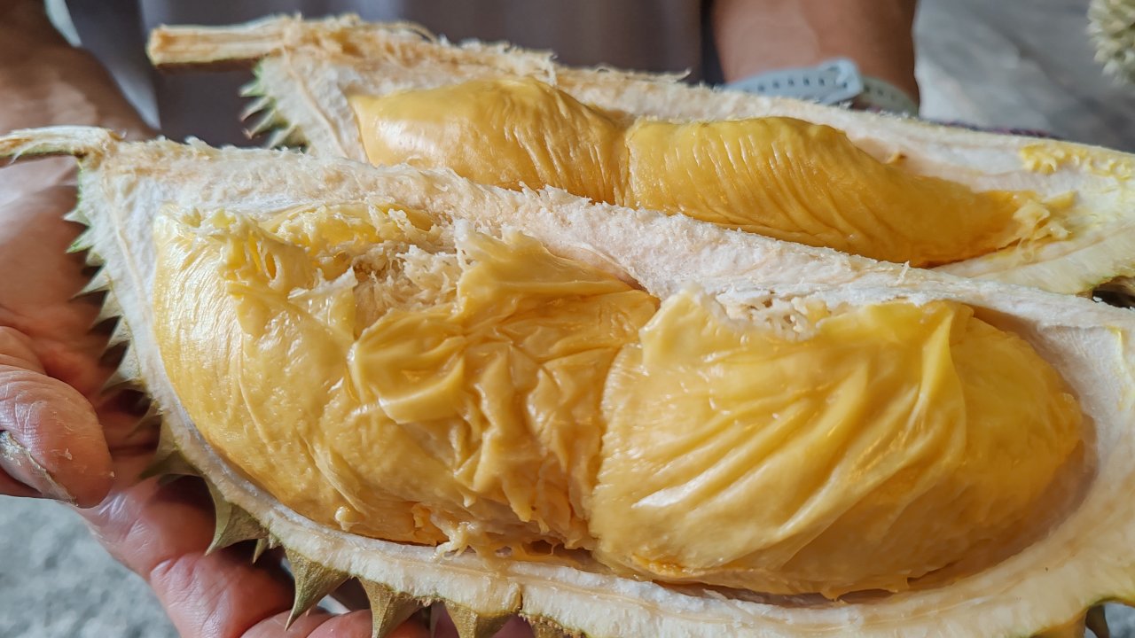 Organically grown flavorful durians