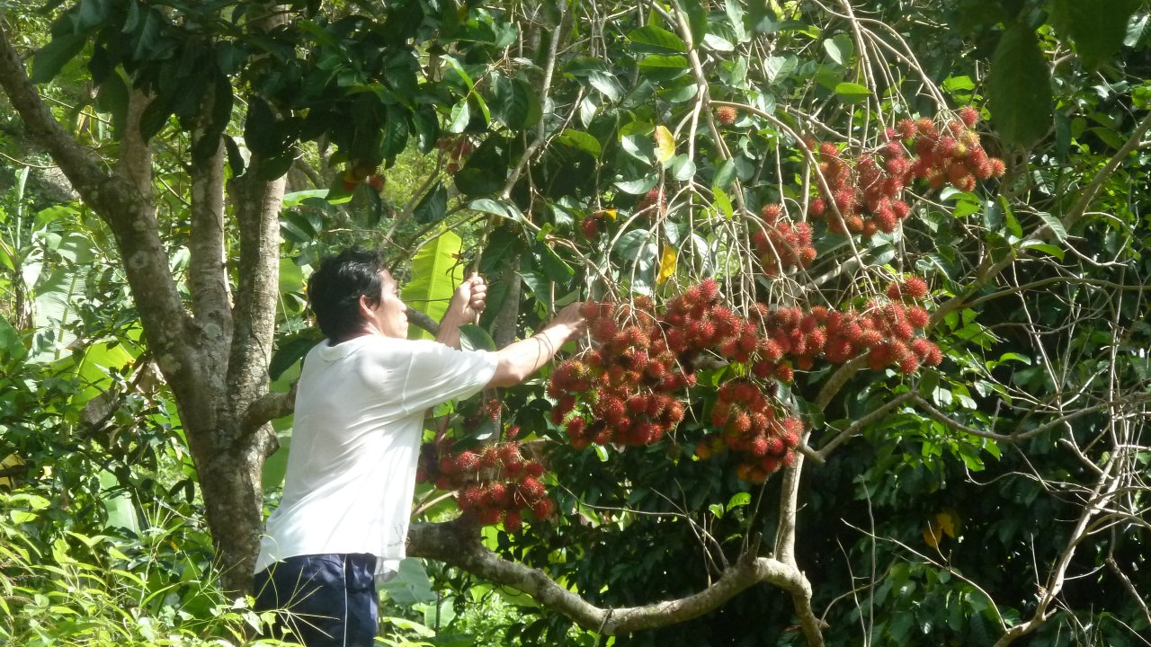 Rambutan picking