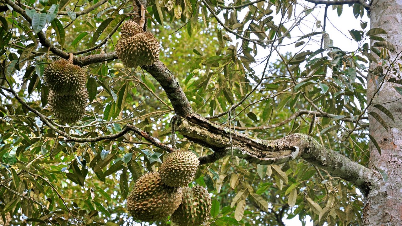 Organic and Nature Friendly Durians