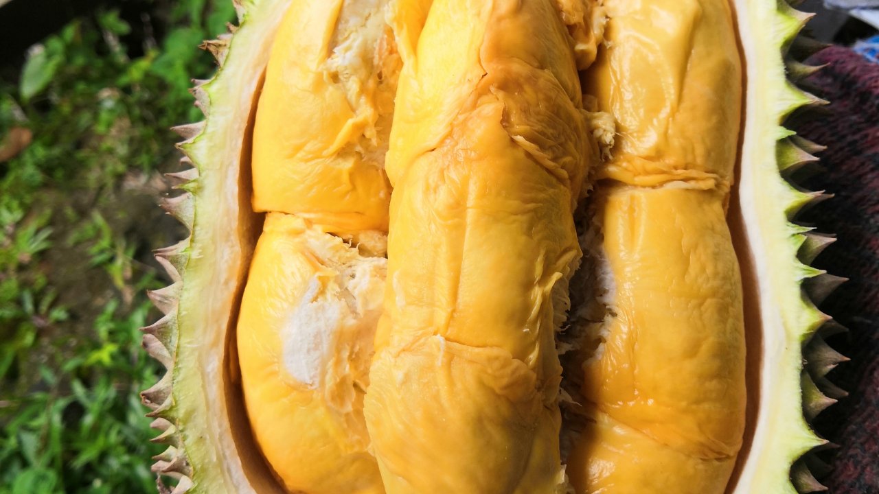 Organic durians