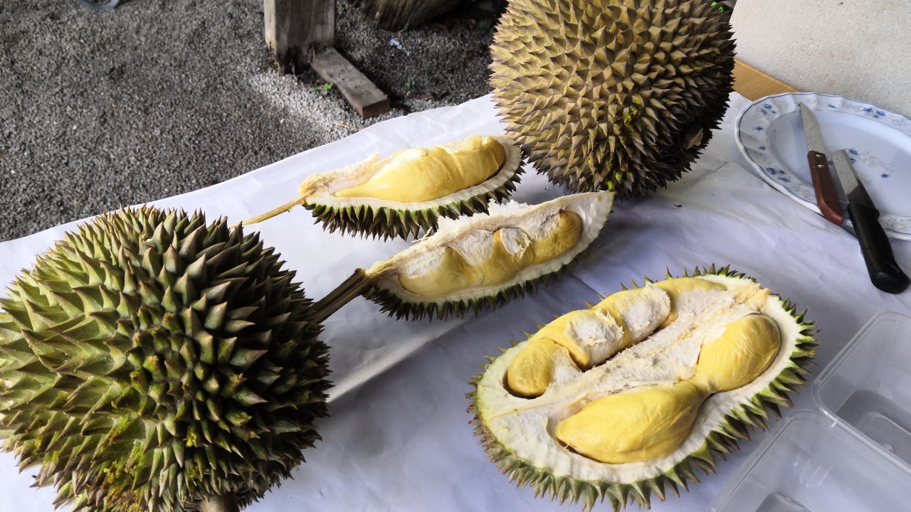 Fresh drop durians