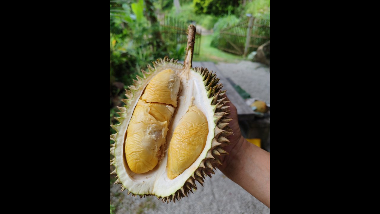 Nature friendly durians