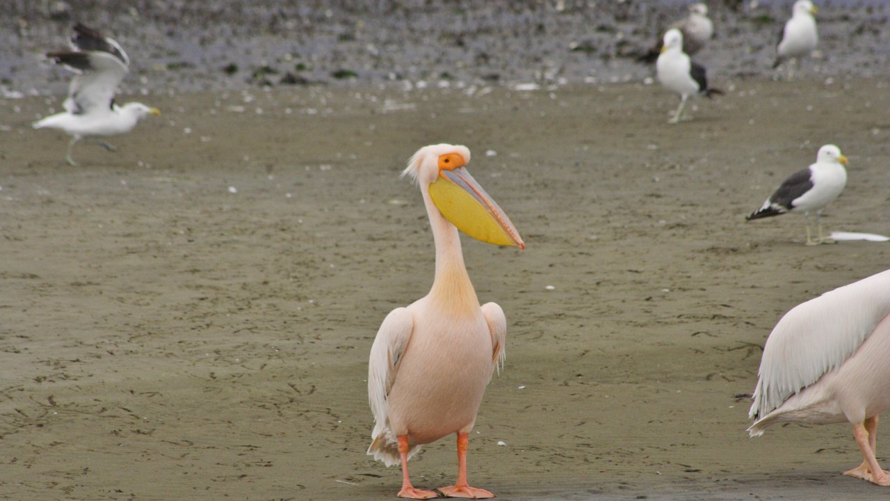 Greater white pelican, Red Dune Safaris Namibia