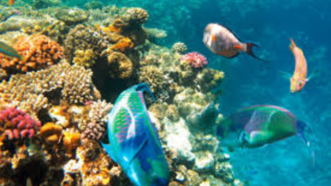 Sharm with ease Trian isalnd snorkeling