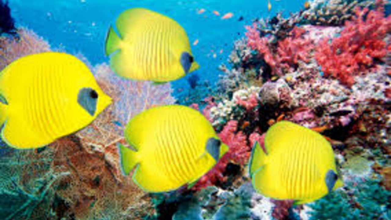 Sharm with ease Ras Mohammed