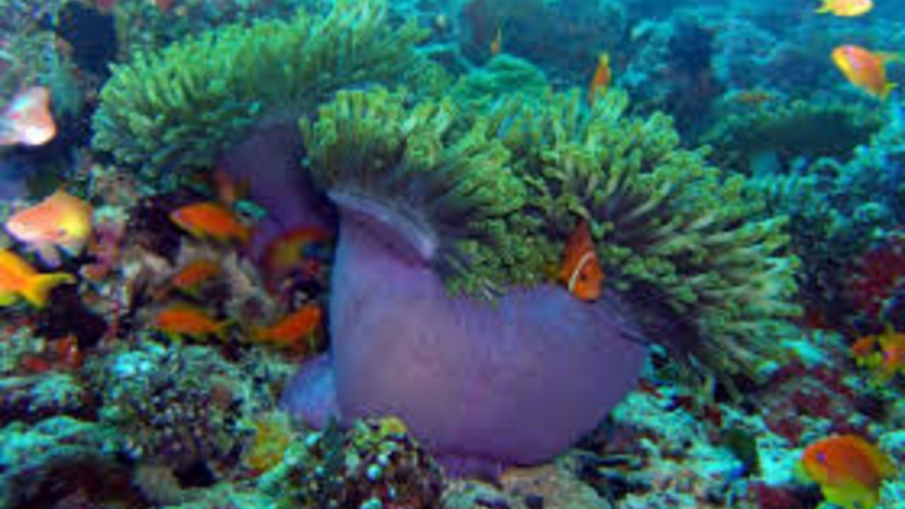 Sharm with ease Ras Mohammed