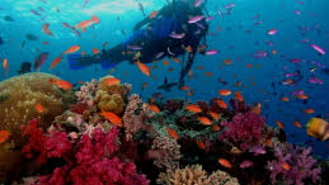 sharm with ease diving