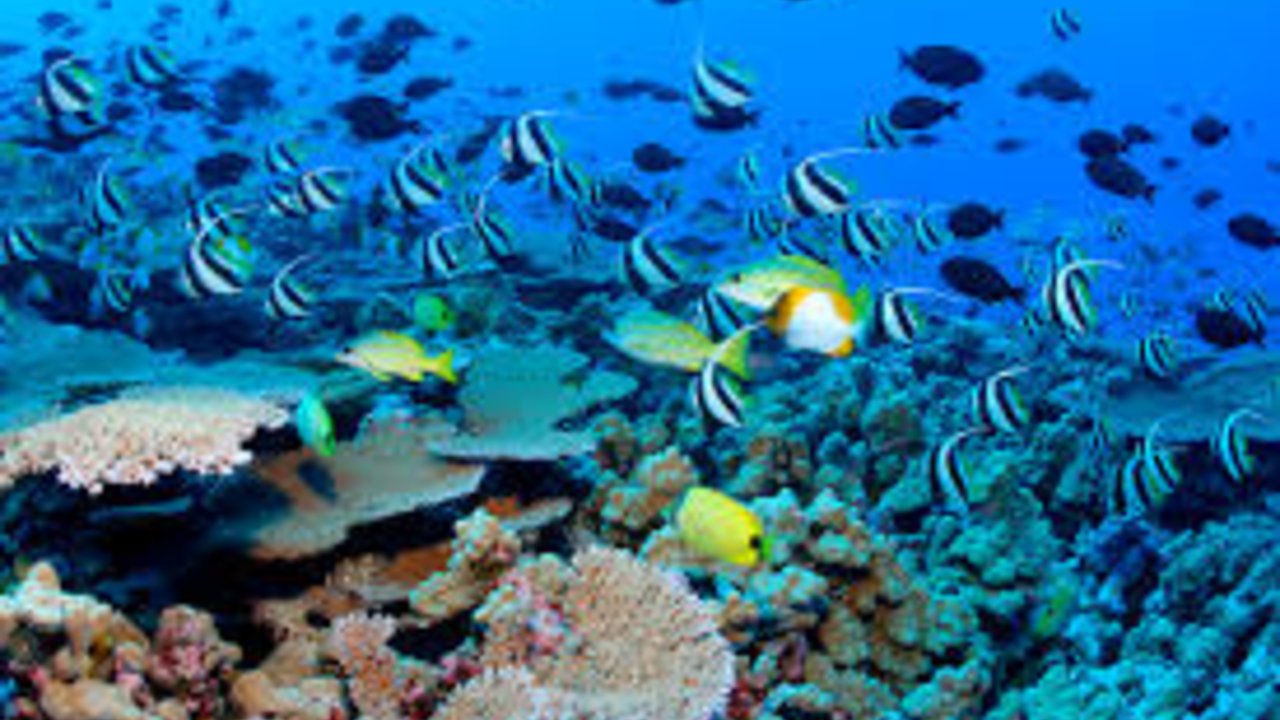 sharm with ease diving