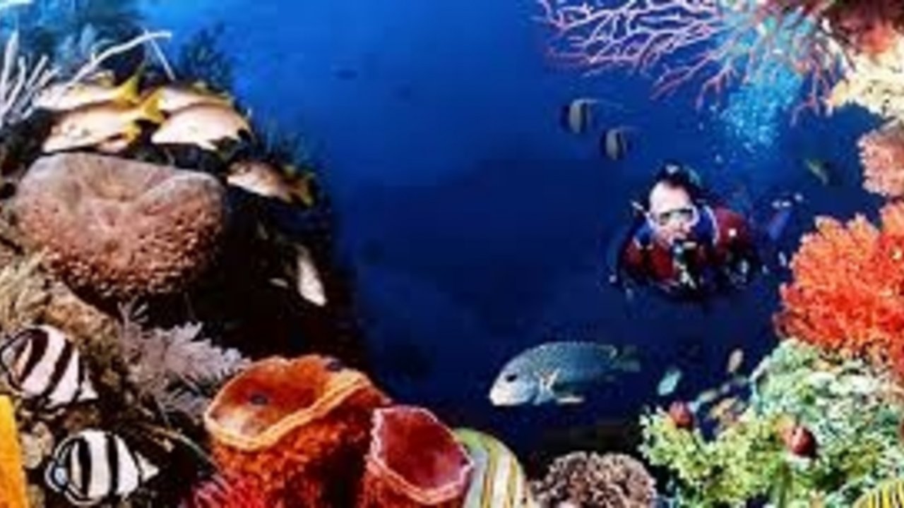 SHARM WITH EASE DIVING