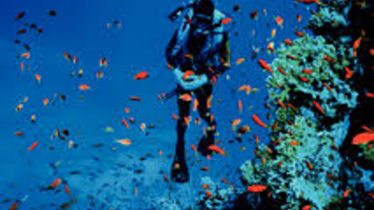 SHARM WITH EASE DIVING