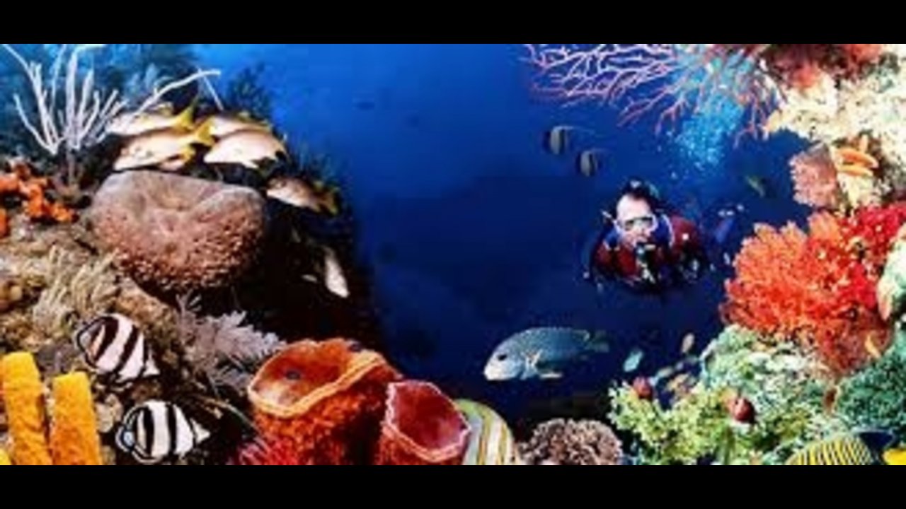 SHARM WITH EASE DIVING