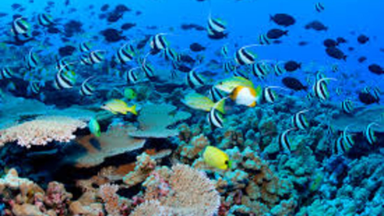 SHARM WITH EASE DIVING