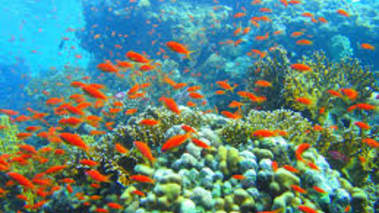 SHARM WITH EASE DIVING