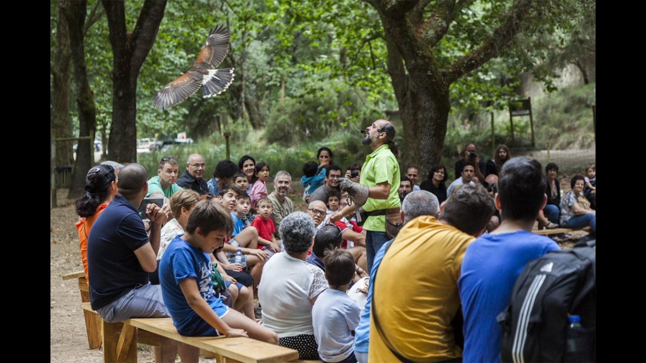 Flight demonstration of Falcons