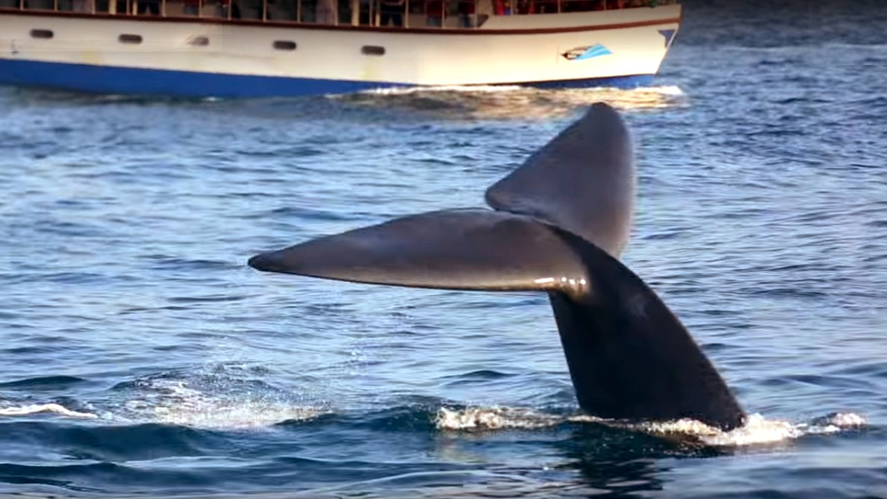 Close look at whales in Irissa