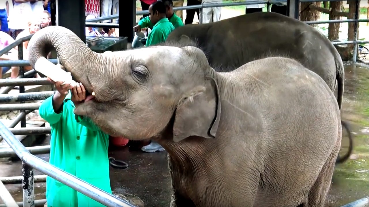 Feeding baby elephants