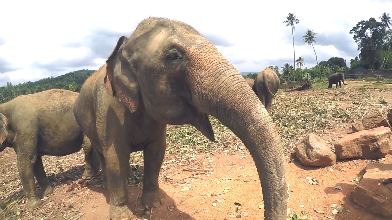 Pinnawala elephant orphanage