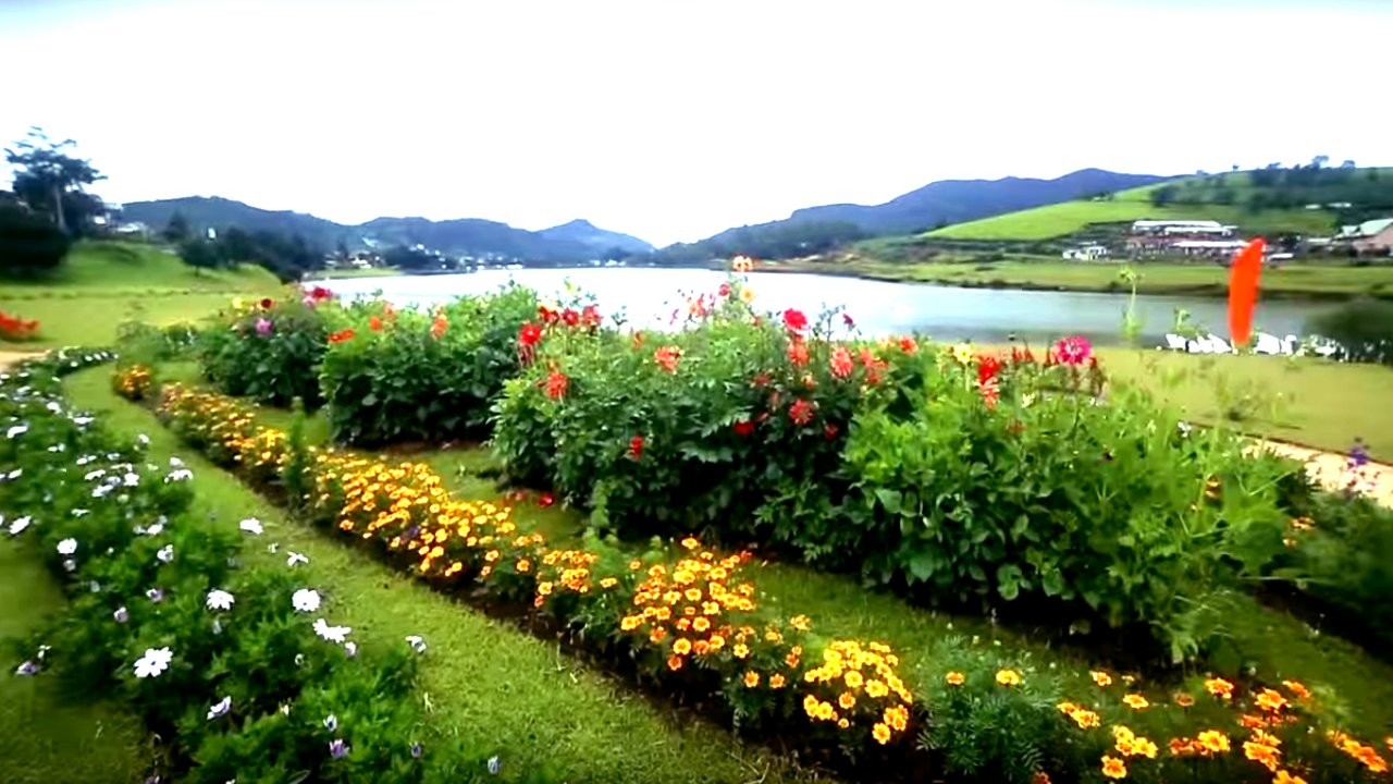 Beautiful flowers in Nuwara eliya