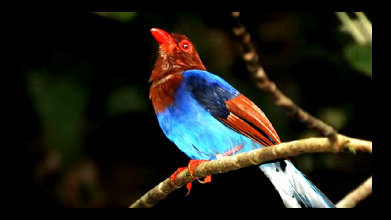endemic birds in the rain forest