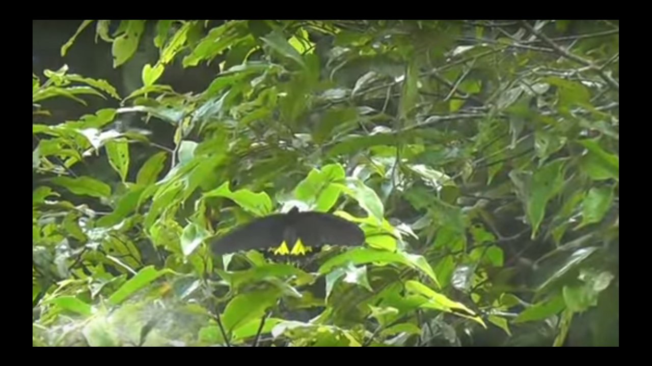 Butterflies in the rain forest