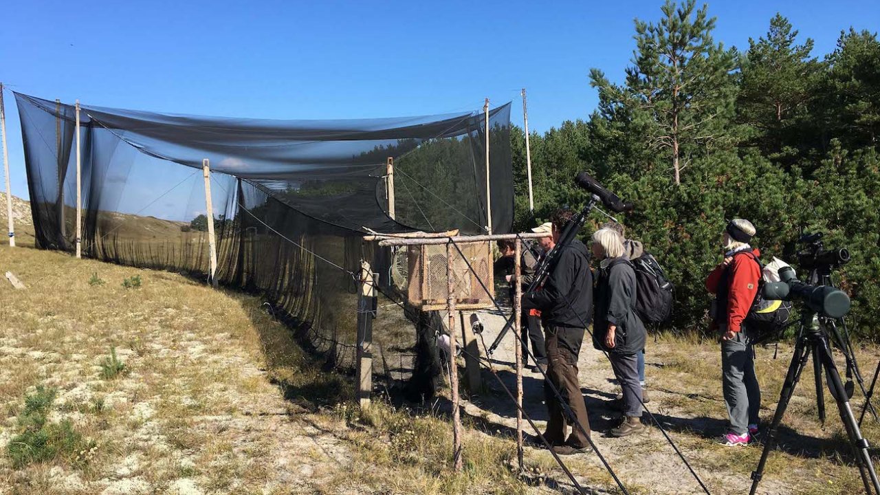 Autumn bird migration tour